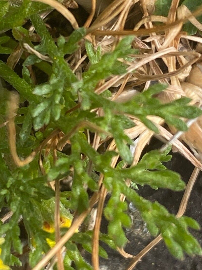 Anthemis rigida — search result for 'Anthemis'