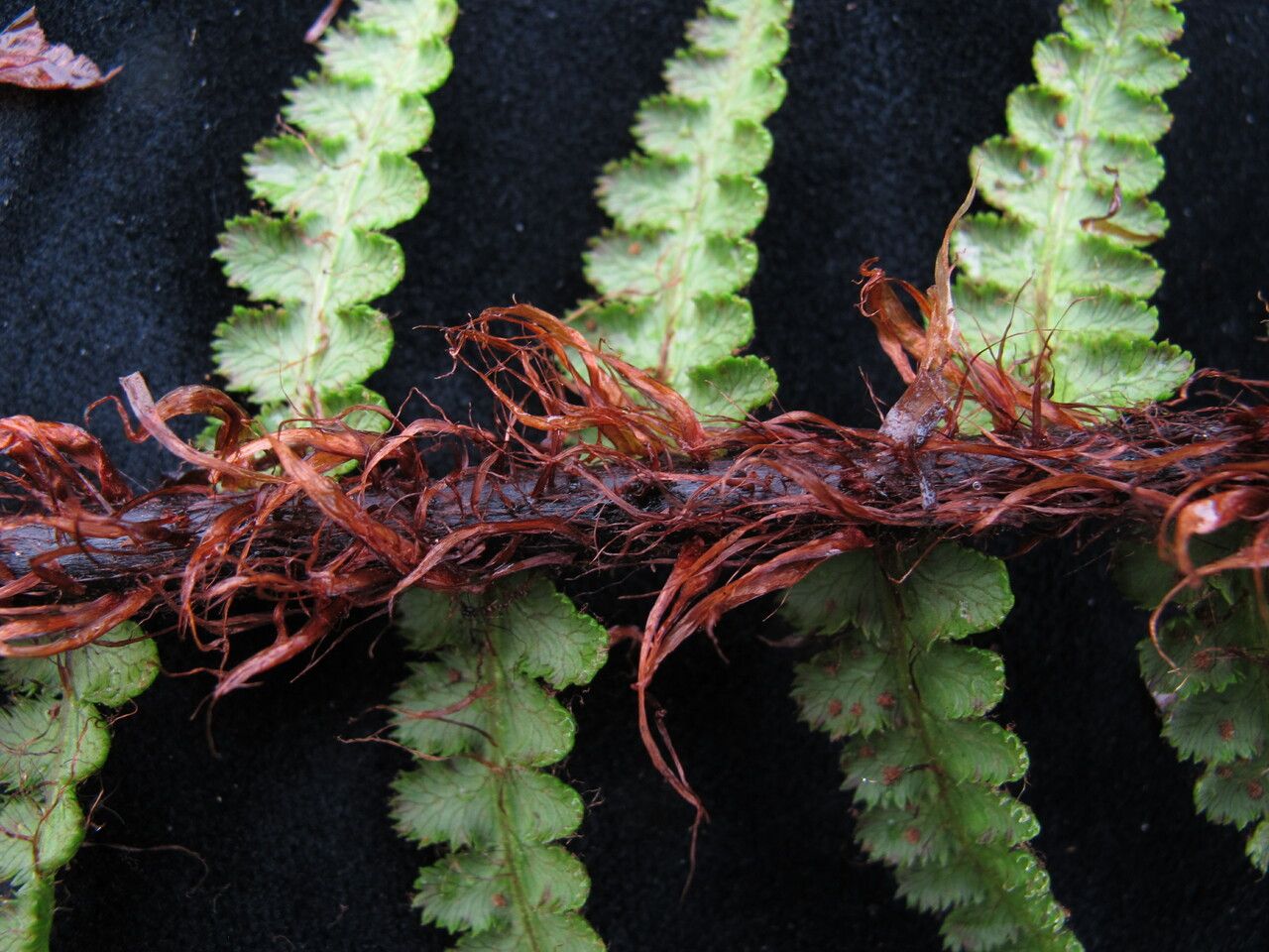 Athyrium wallichianum habit