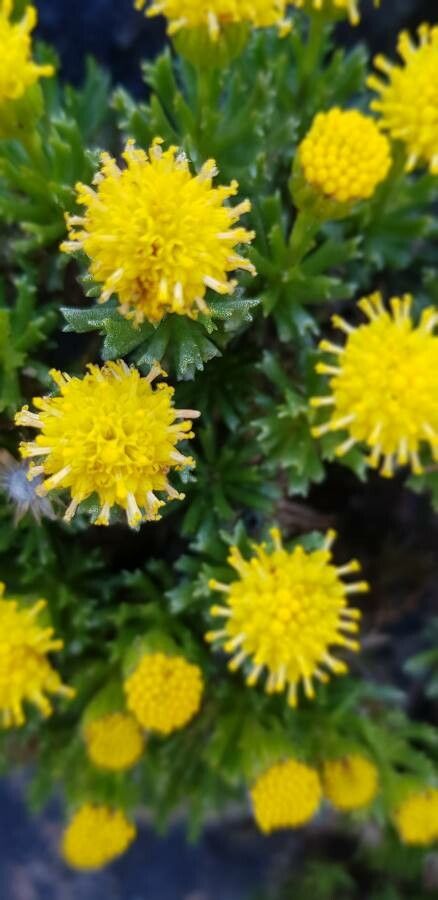 Senecio leucophyton flower