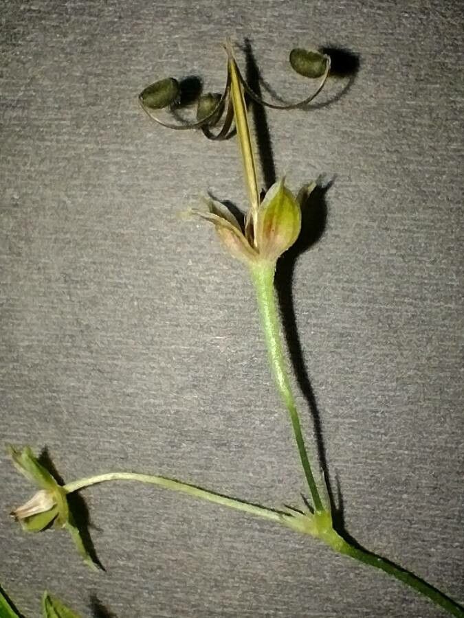Geranium homeanum fruit