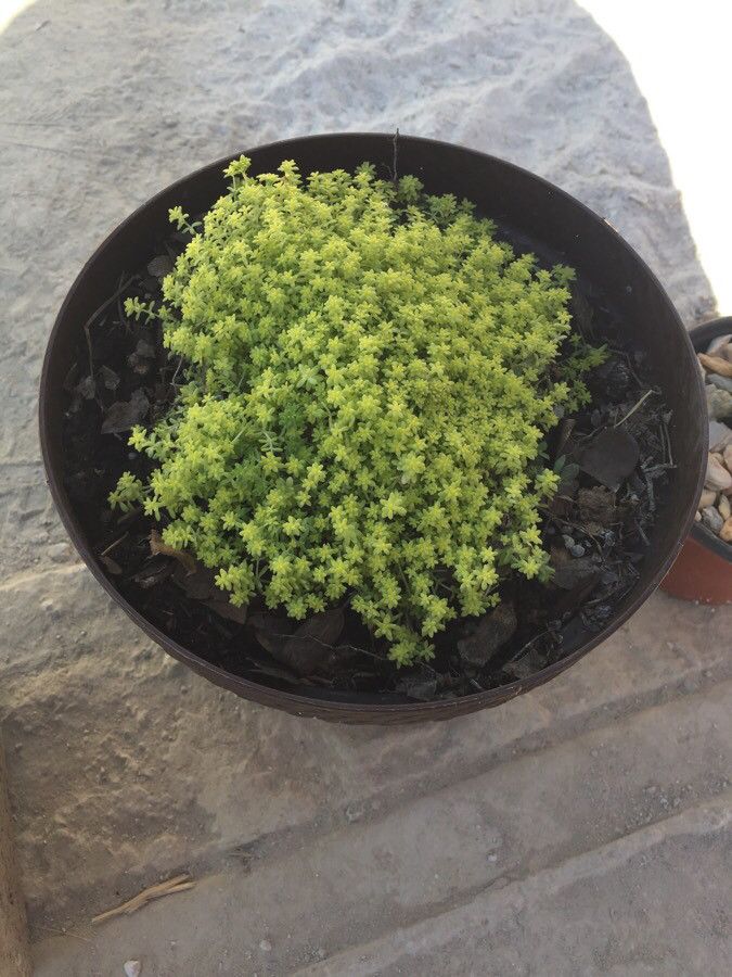 Eriogonum prattenianum — search result for 'Eriogonum'