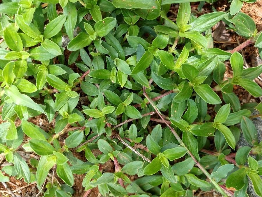 Spermacoce hispida — search result for 'Spermacoce'