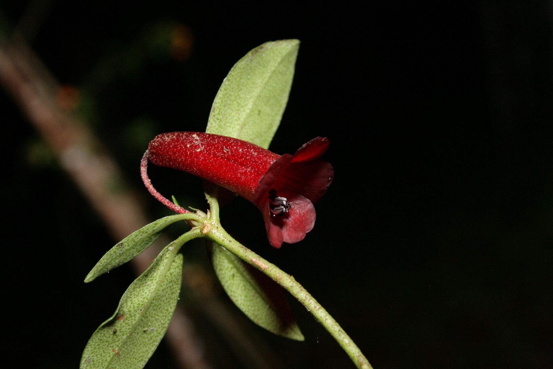 Rhododendron rubrobracteatum flower