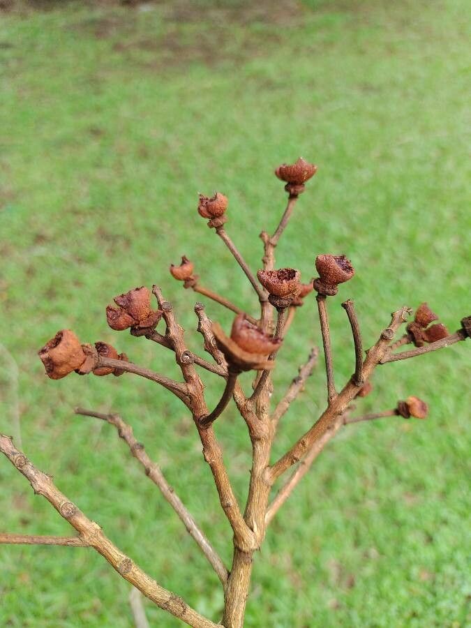Lafoensia glyptocarpa fruit