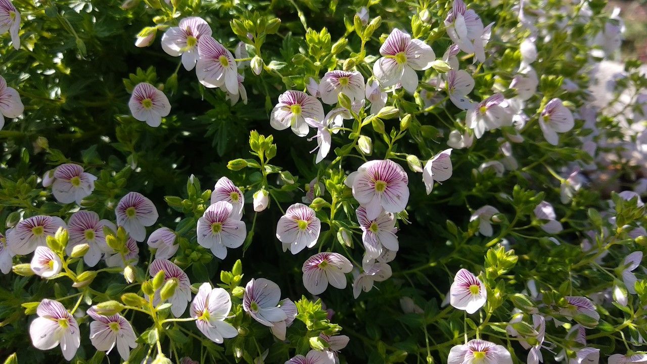 Veronica caucasica — houseplant care guide