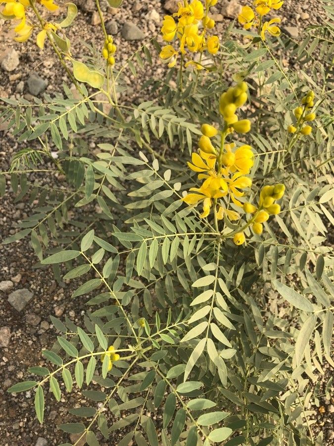 Senna petersiana — search result for 'Sudan'