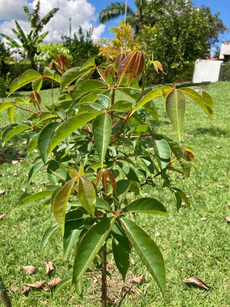 Pachira quinata — search result for 'Honduras'