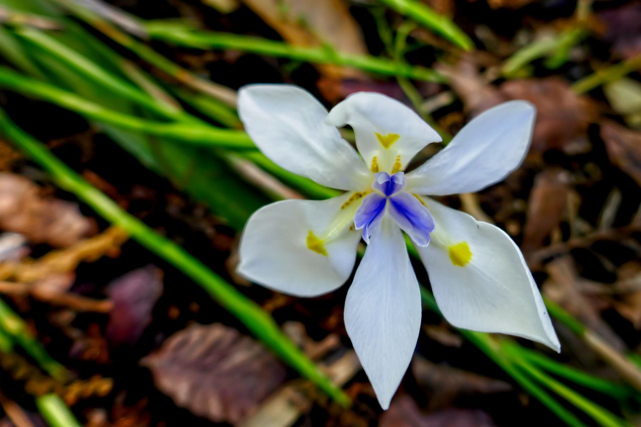 Moraea polyanthos — houseplant care guide