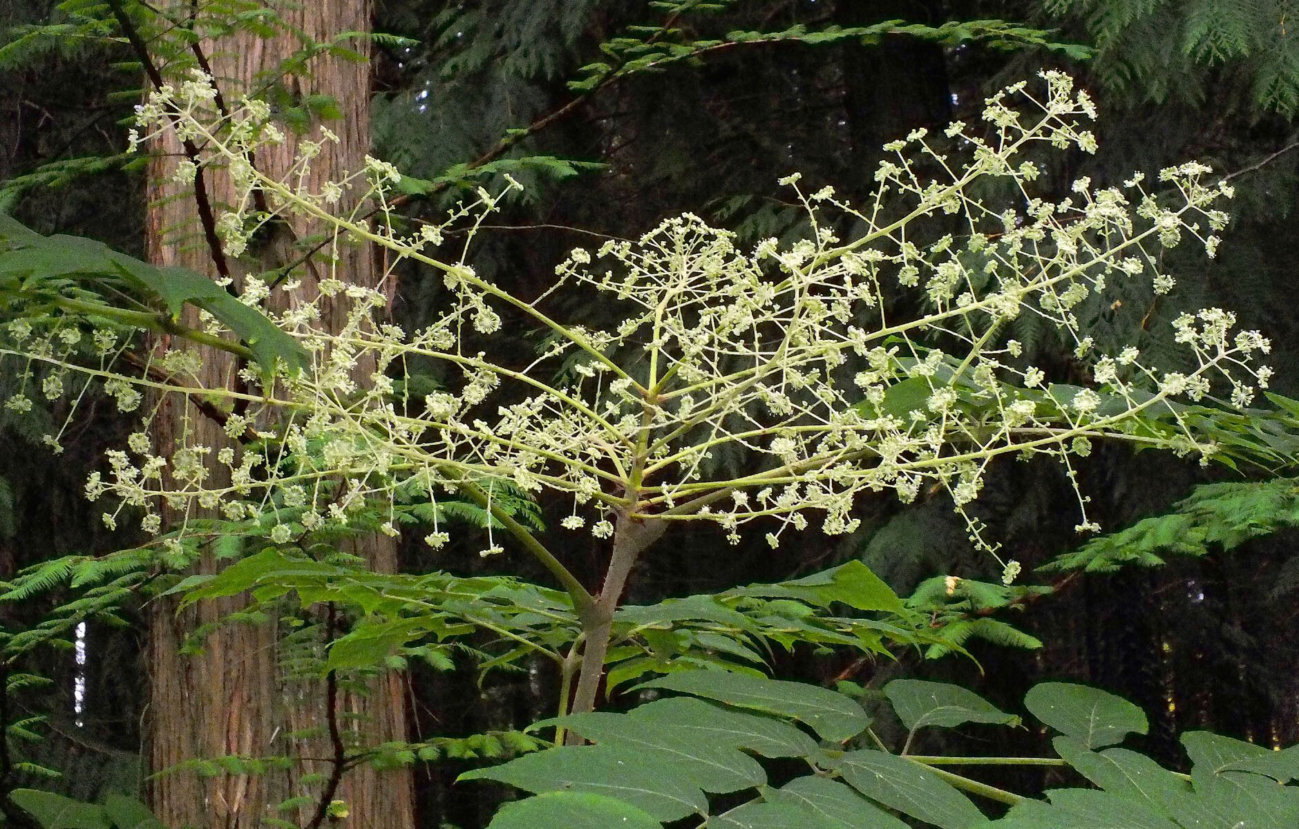 Aralia cordata flower