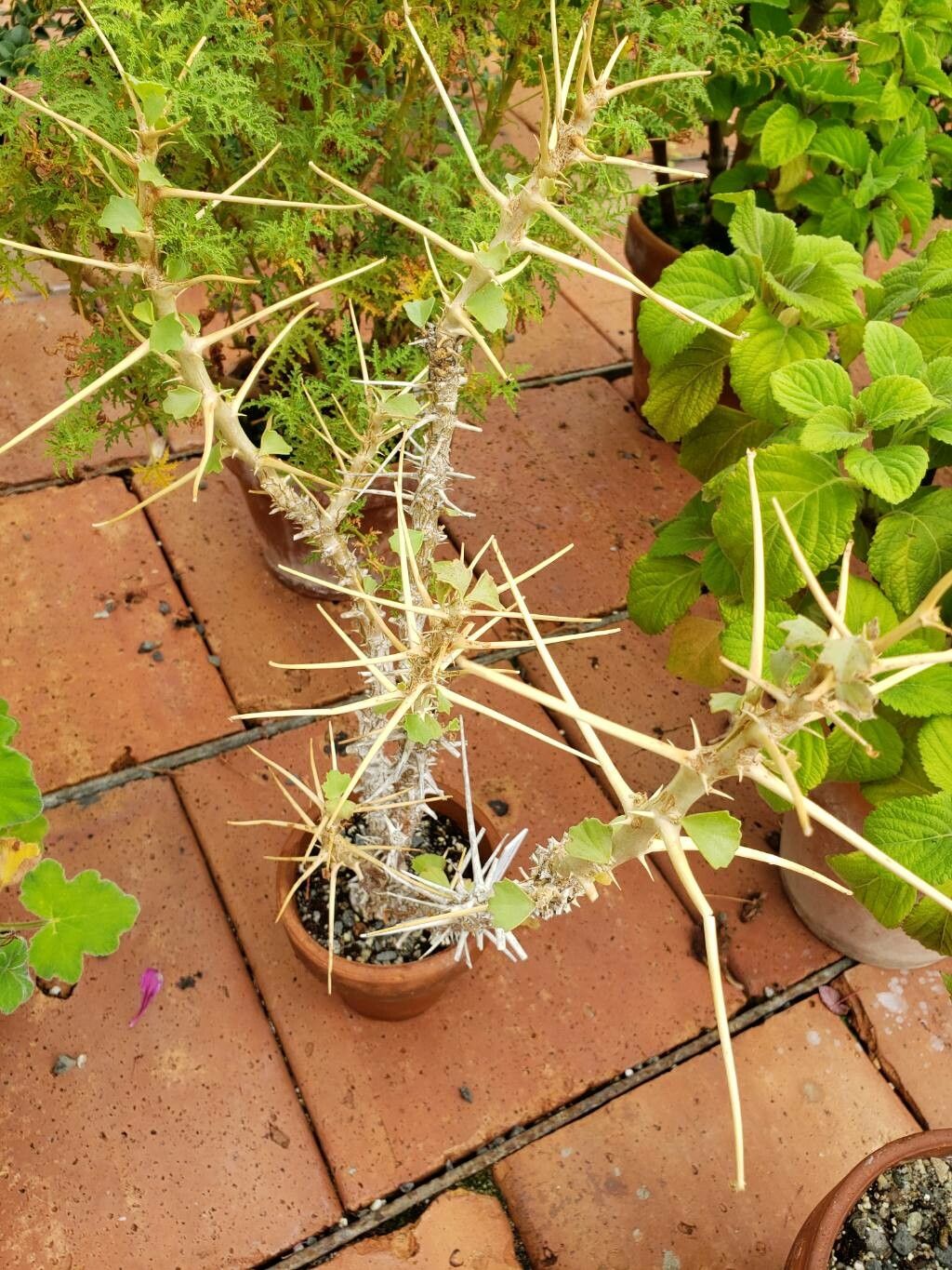 Pelargonium spinosum habit