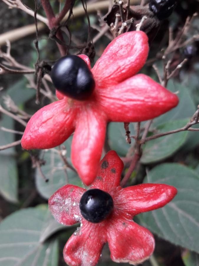 Clerodendrum kinabaluense — search result for 'Clerodendrum'