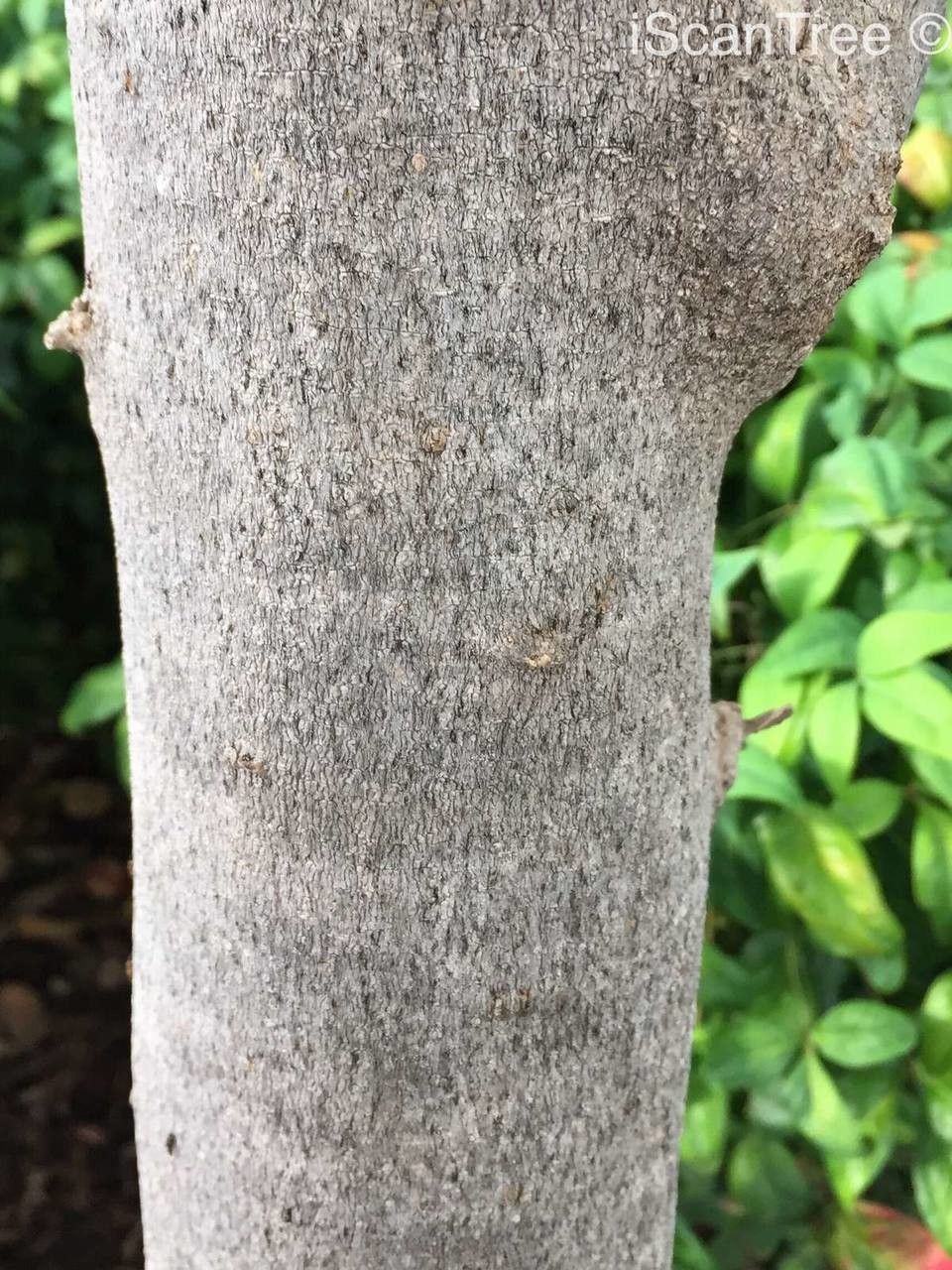 Vepris reflexa bark