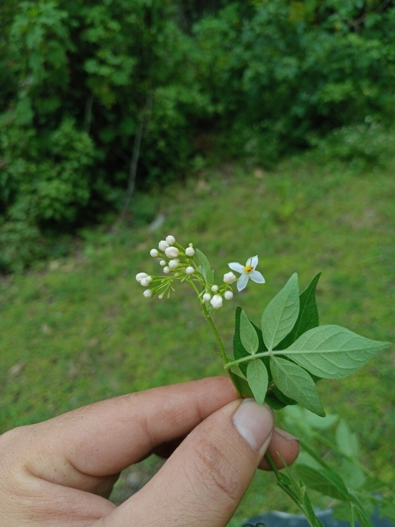 Solanum subvelutinum flower