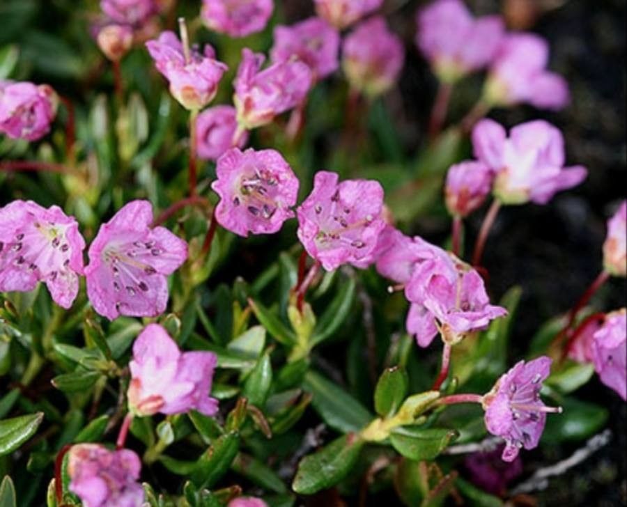 Kalmia microphylla