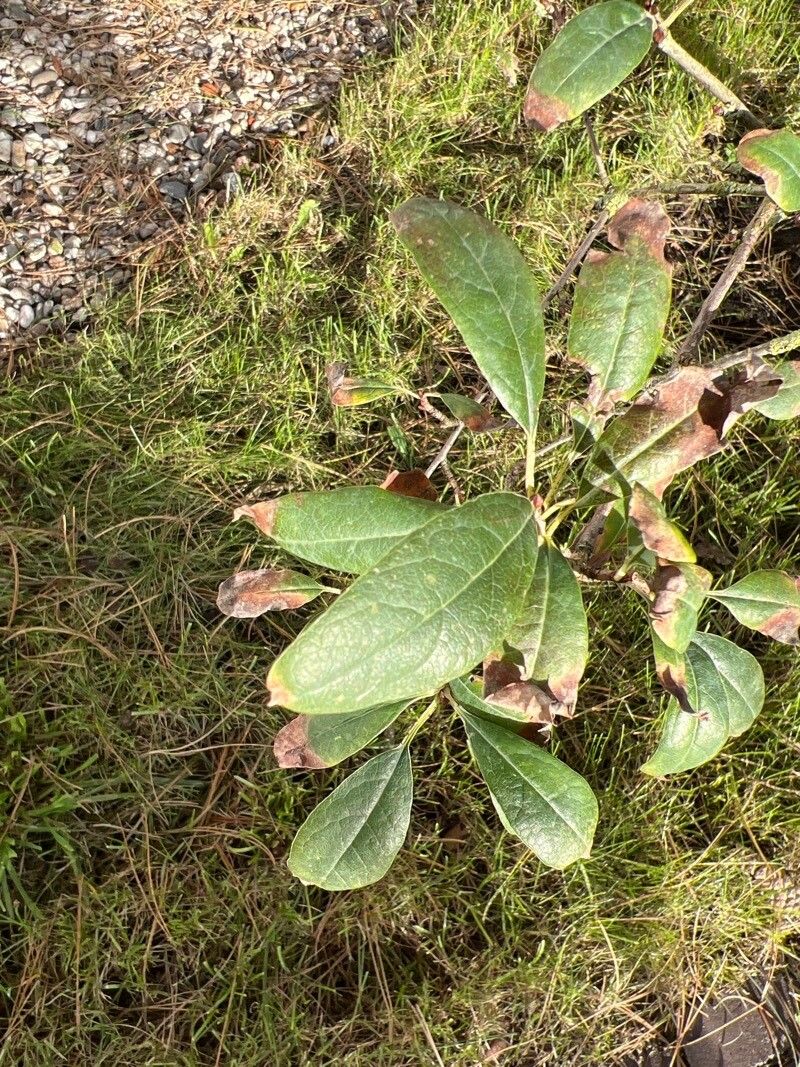 Garrya laurifolia — houseplant care guide