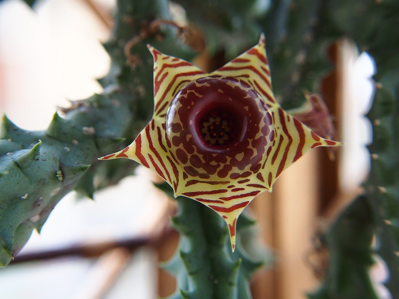 Huernia zebrina