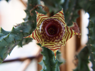 Huernia zebrina