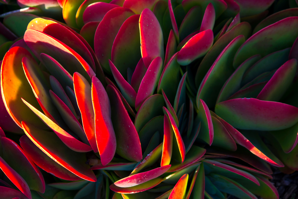 Kalanchoe luciae other