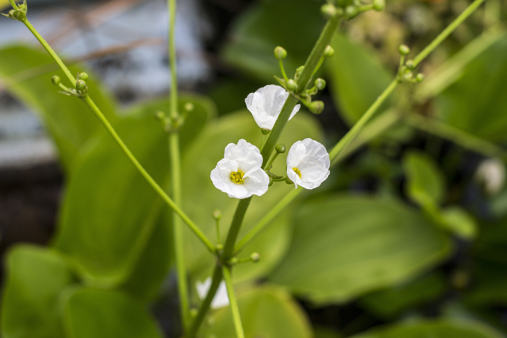Diphylleia grayi other