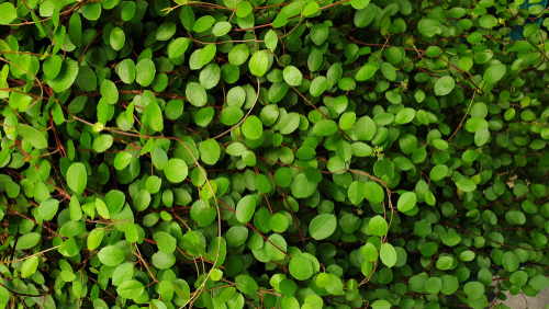 Muehlenbeckia axillaris other