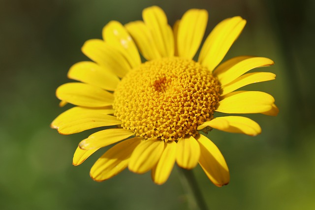 Anthemis tinctoria other