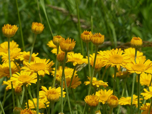 Anthemis tinctoria other