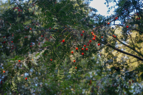 Taxus chinensis other