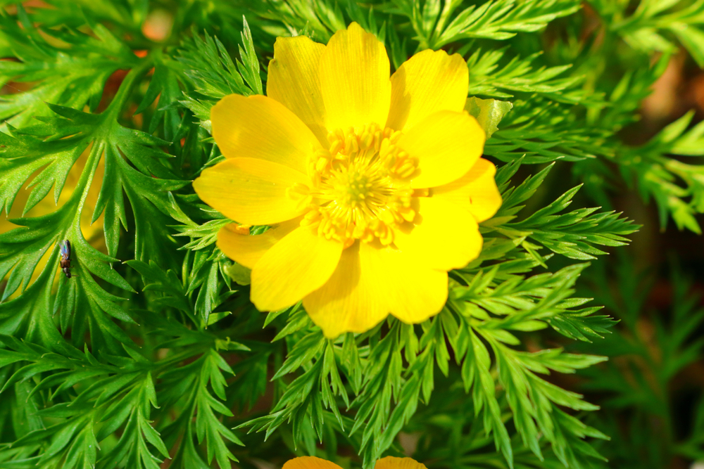 Adonis amurensis other