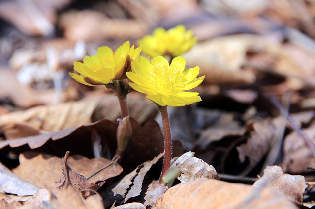Adonis amurensis other