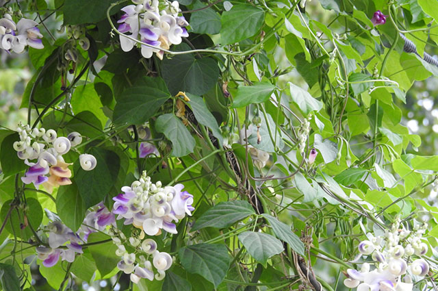 Vigna caracalla other