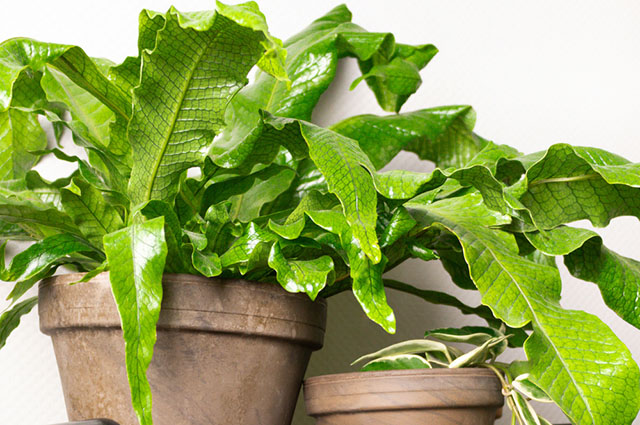 Microsorum musifolium