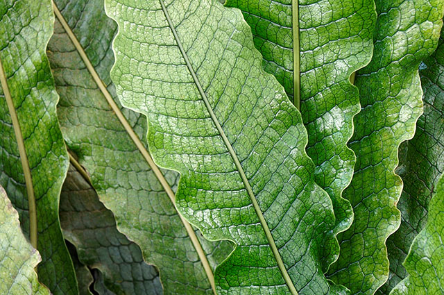 Microsorum musifolium other