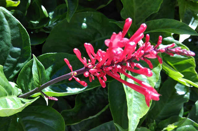 Odontonema strictum other