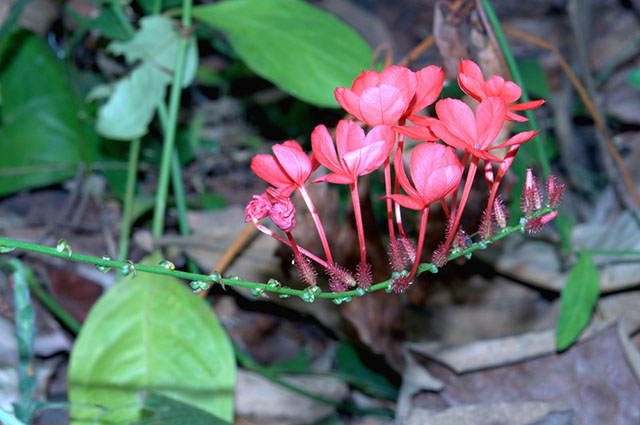 Odontonema strictum other