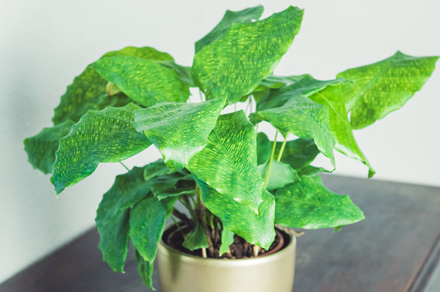 Goeppertia kegeljanii other