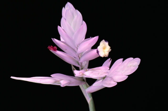 Tillandsia cacticola other