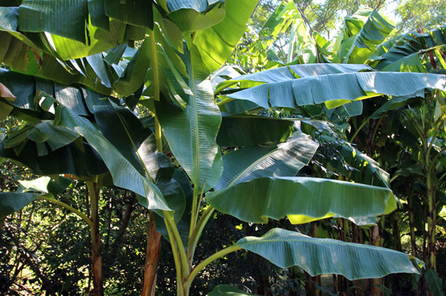 Musa sikkimensis — search result for 'Musa'