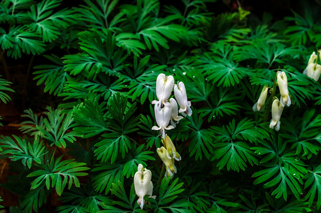 Dicentra canadensis other