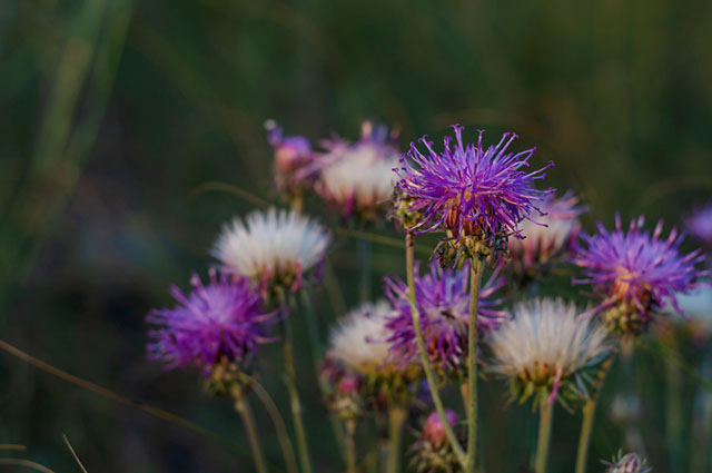 Centaurea americana other