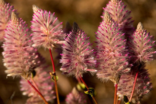 Ptilotus exaltatus
