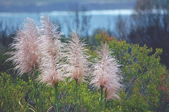 Cortaderia jubata other