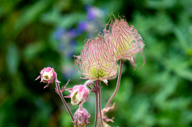 Geum triflorum other