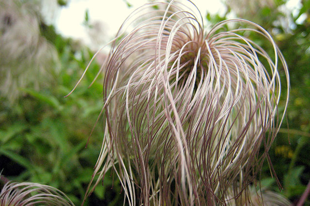 Geum triflorum other