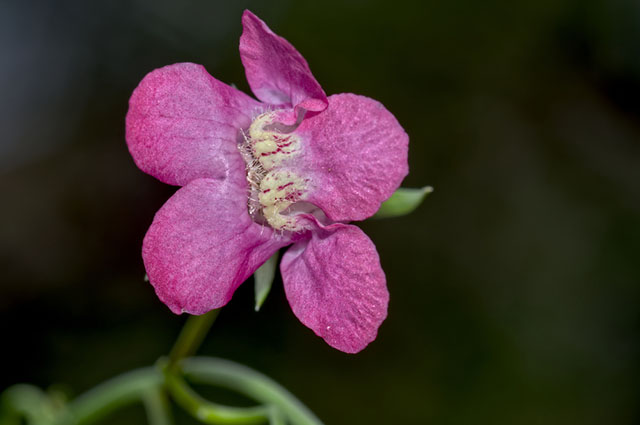 Maurandya scandens other