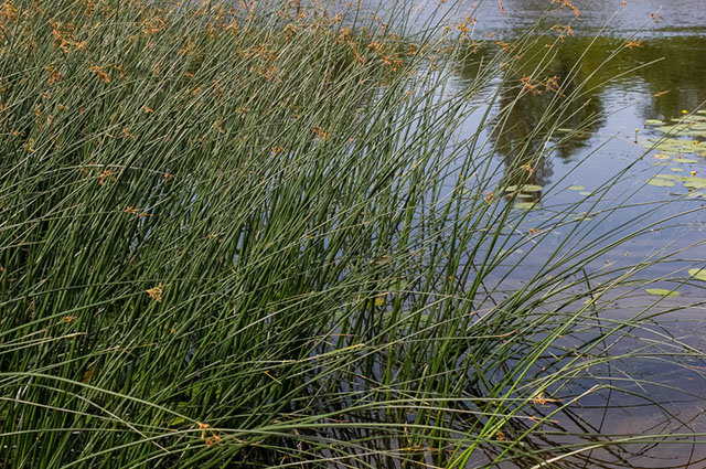 Carex tumulicola other