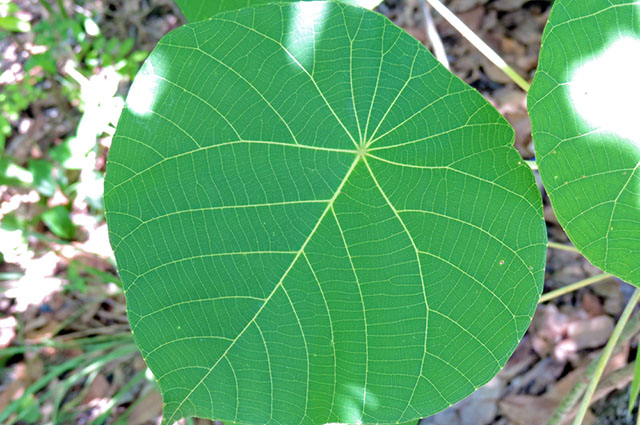 Dendrocnide moroides