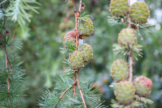 Pinus serotina other