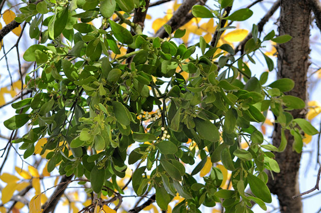 Phoradendron leucarpum other