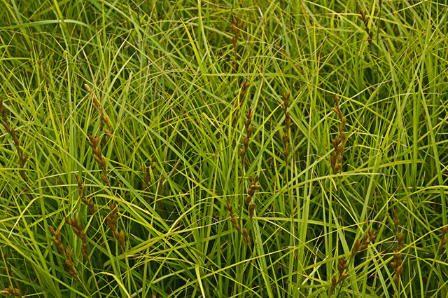 Carex testacea other