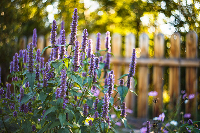 Agastache rupestris other